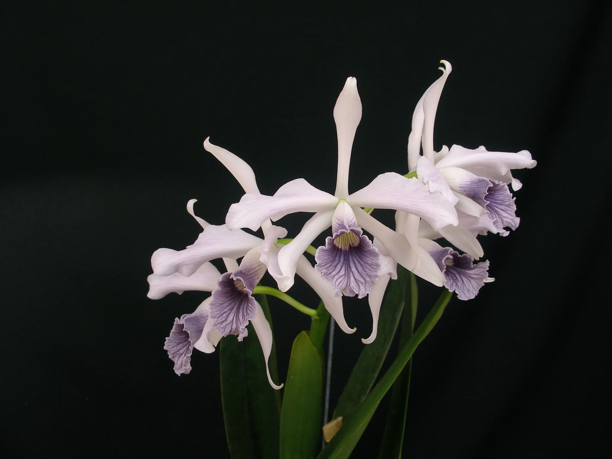 Timeless Elegance in Every Bloom