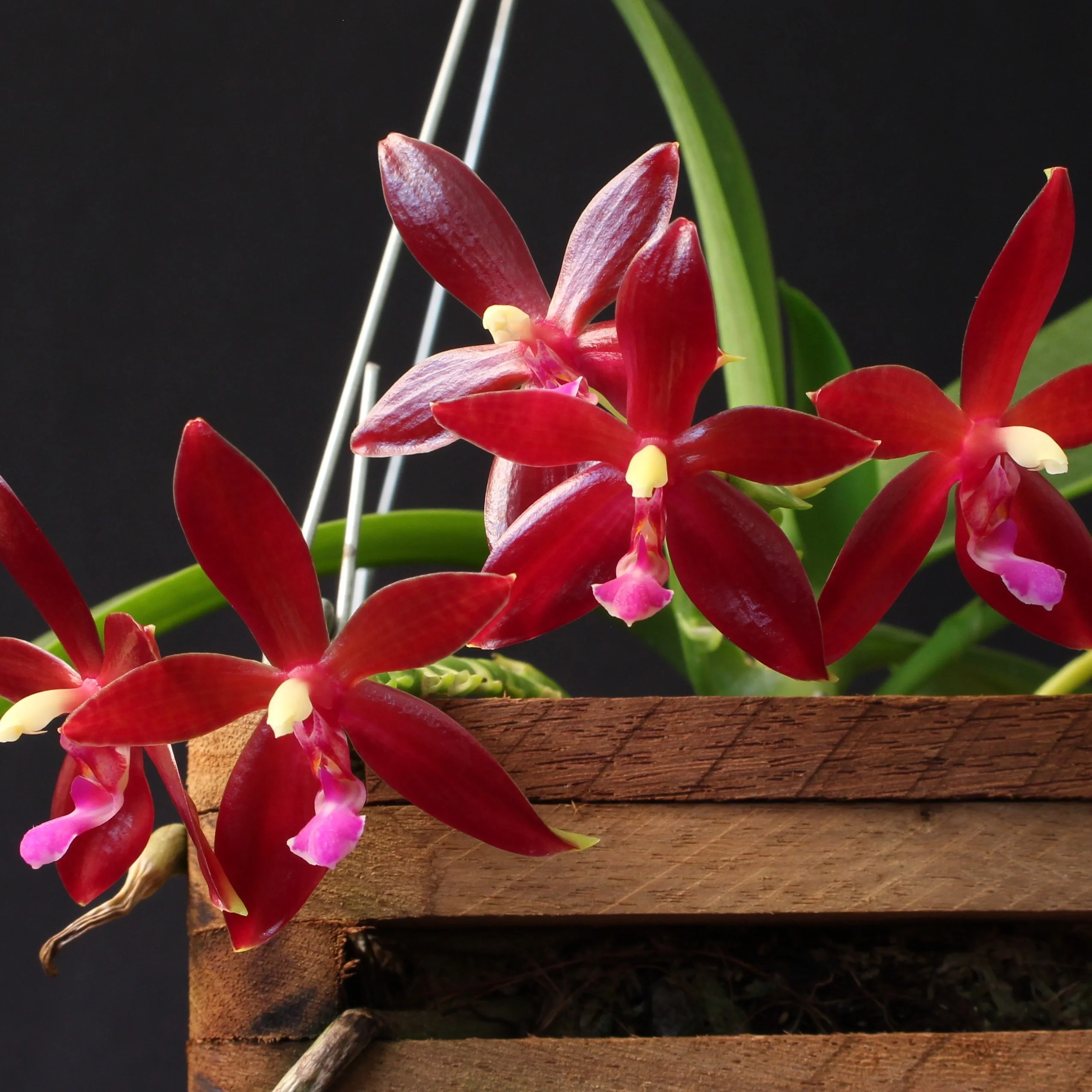 Phalaenopsis